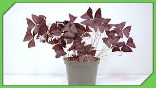 Dr. Techplant: Saving The Oxalis