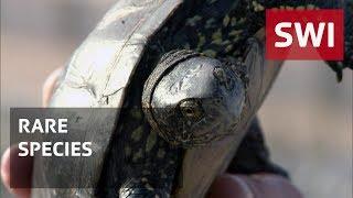 Meet Switzerland's only type of native turtle