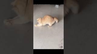 Cutie cat #cutekitty #catblog #catplaying #catvideos