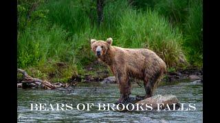 Brooks Falls/Camp- Katmai Bears- Alaska- Coastal Brown Bear Photography-So many Bears!!!