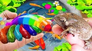 catching colorful ornamental fish, betta fish, koi fish, channa, manfish, catfish,guppy,molly,turtle