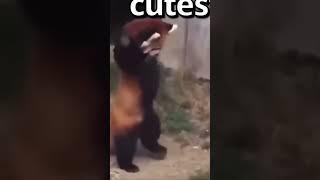 Go panda