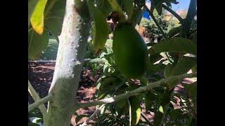 Avocado tree fertilizer scheduling, mulch and prep for flowering season