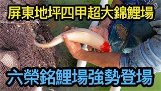 超大錦鯉魚場-魚樂圈開拍以來最大魚場強勢出場,佔地四甲的六榮銘鯉場，帶你認識錦鯉的品項,教大家怎麼養出漂亮的錦鯉，讓專業的魚師傅帶大家認識錦鯉魚世界