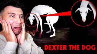 THE DOG THAT EATS FACES | DEXTER THE DOG