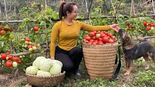 Harvest tomatoes, cabbage and sugarcane to sell at the market, and make bamboo ladders