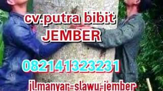 Bibit,Biji,BENIH  sengon solomon jaguar asli jember.di cv putra bibit jember