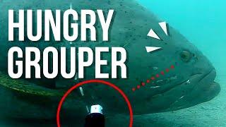 Giant 300kg Queensland Grouper steals our camera