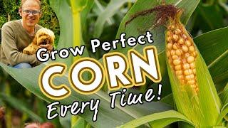  How to Grow the Best Corn!