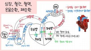 [중2 동물과 에너지] 2강. 순환계 정리하기🫀 함께 필기해요┃심장의 구조┃혈관과 혈액┃혈액순환 과정