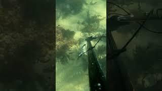 SPEARFISHING GIANT FLATHEAD PORT PHILLIP BAY