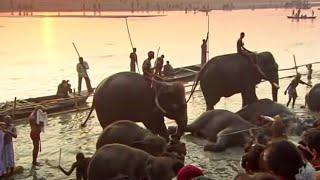 Indian Elephants | Ganges | BBC Studios