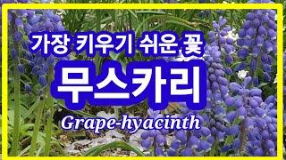 가장 키우기 쉬운 꽃 무스카리,Grape-hyacinth