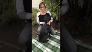 Debbie Shortt Cotswold Energy Medicine   Spinal Flush on your dog