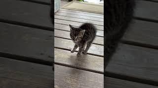What are you doing… #kitten #cute #short #adorable#cuteanimal