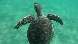 GoPro: Swimming with turtles near Limassol, Cyprus / Плаваем с черепахами возле Лимассола, Кипр