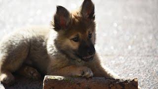 Islandhund Eyck - Der Fuchs geht um