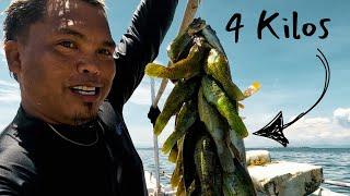 4 klgs Catch on 3 Meters Deep | Spearfishing Adventure Episode 1