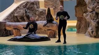 Sea Lion Show , LORO PARQUE TENERIFE 2023 (4k)