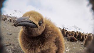 Will Robotic Spy Chick Become The Giant Petrel's Next Victim?