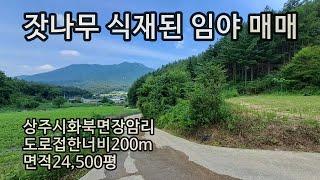 (230724)잣나무 식재 된 임야 24,579평. 도로접한너비 200m이상. 농림지역. 매매가 2억7천만원/경북 상주시 화북면 장암리