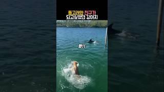 돌고래와 친구가 되고 싶었던 강아지 #동물 #돌고래 #강아지