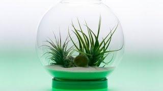 Top 5 Smart Indoor Garden Gadgets Invention