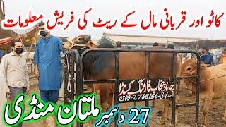 Multan Cow Mandi Fresh Latest Update Video | Cholistani Nukre Ablk Sahiwal Bachre | Cow Mandi 2024