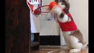 The smartest bunny in the world - Bini the bunny plays basketball- SMART RABBIT