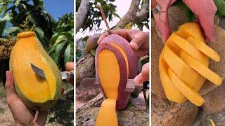 Cutting Fresh Mango at Farm