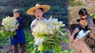 Mother-in-law and daughter-in-law harvest cabbage, Yike plays in the mud and turns into a clay doll