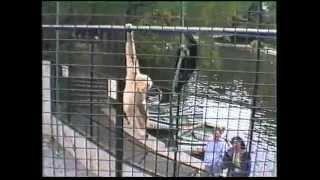 Gibbon monkeys playing.