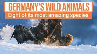 Incredible wild animals you can see in Germany