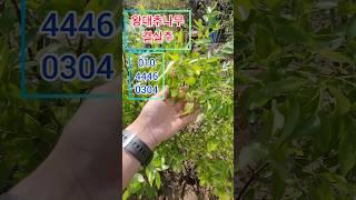 왕대추나무 결실주 2만5000원 #대추나무#왕대추나무#사과대추나무#