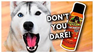 Putting GORILLA GLUE on My HUSKY Because She Sheds Too Much! (Prank)