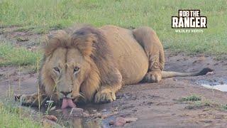 Lions Finished Breakfast, Have  Drink! | Maasai Mara Safari | Zebra Plains