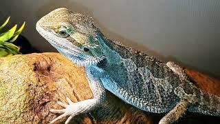 Normal Bearded dragon's explained!