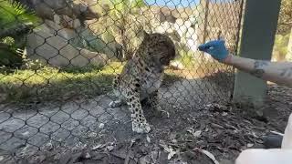 October 23 - Amur Leopard