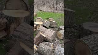 Red oak firewood