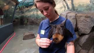 Flying Fox Roxy Gets Treats From Her Friend Lauran