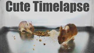  Mouse eating Flour and Lentils (Timelapse )