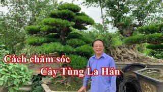 Cách trồng và chăm sóc cây Tùng La Hán các bạn nên biết | Cây Tùng La Hán đẹp