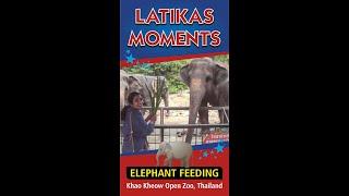 LATIKAS MOMENTS 01 ELEPHANT FEEDING