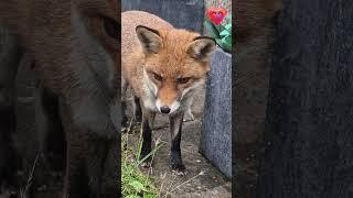 Cute Fox Says HAPPY NOVEMBER  #adorable