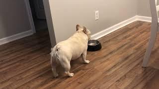 FLASHBACK VIDEO: Angry French Bulldog on Diet