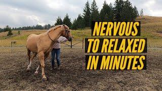 HOW TO GET YOUR NERVOUS HORSE TO RELAX BEFORE YOU RIDE