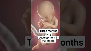 3 months baby development in the Womb #fetus #babygrowth #babyinwomb