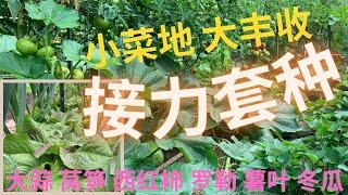 【套种】小菜地大丰收，relay cropping成功案例：大蒜｜莴笋 ｜西红柿 ｜罗勒 ｜薯叶 ｜冬瓜，garlic lettuce tomato basil sweet potato squash