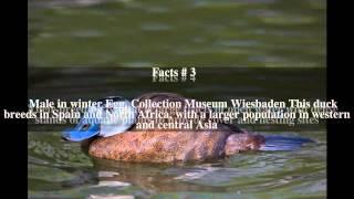 White-headed duck Top # 8 Facts