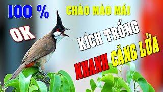 CHÀO MÀO MÁI KÍCH TRỐNG CĂNG LỬA  - CÁCH KÍCH LỬA CHÀO MÀO SỔ BỌNG HÓT CHÉ #chàomàohót